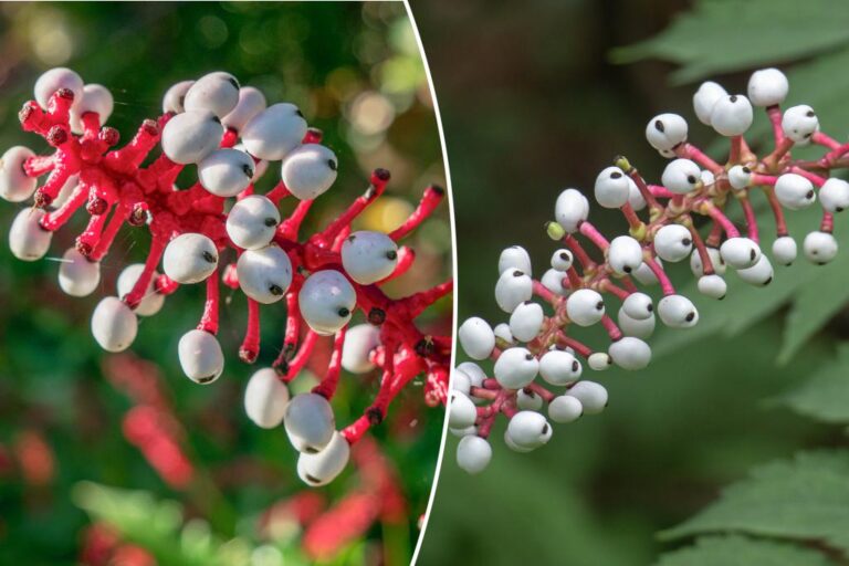 National Park Service warns of toxic 'nightmare' plant growth across US: 'Did it just blink?'

