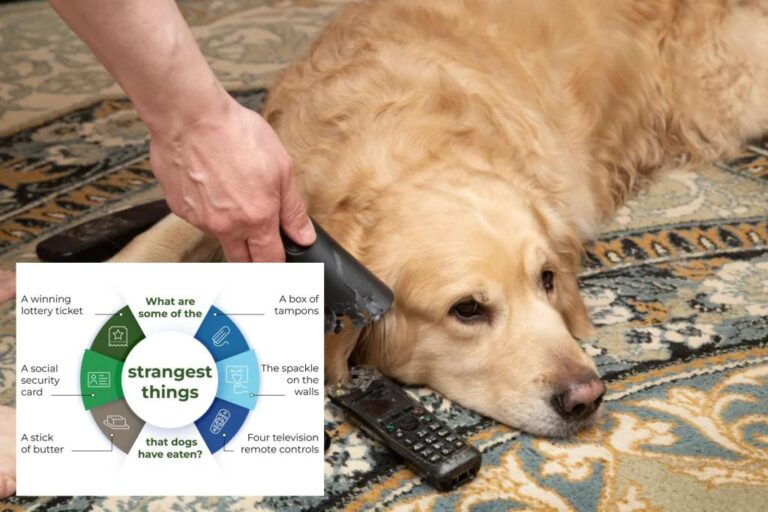 Dog owners reveal the strangest things their dogs have eaten

