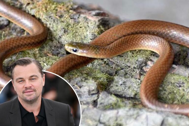 Newly Discovered Snake Species Named After Leonardo DiCaprio - Here's Why

